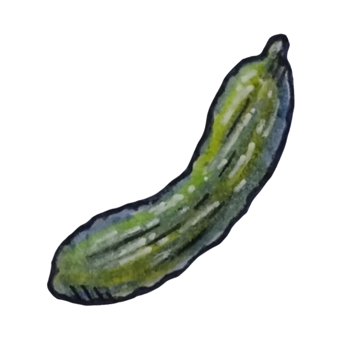 百均マーカーで描いたきゅうりの透過イラスト